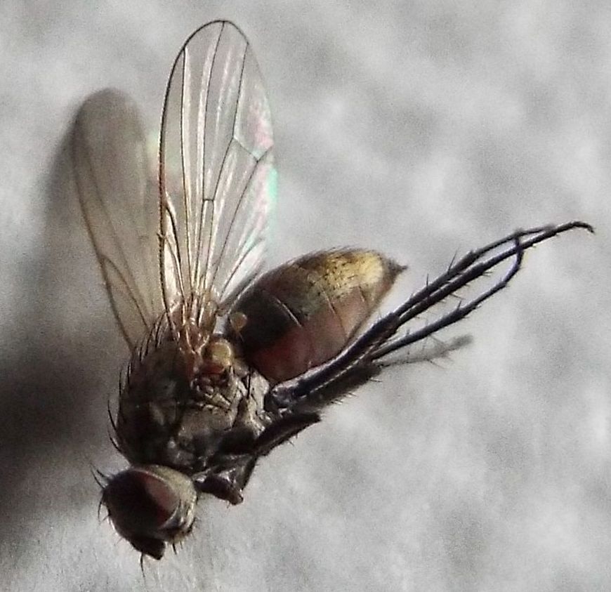 Probabile Anthomyiidae